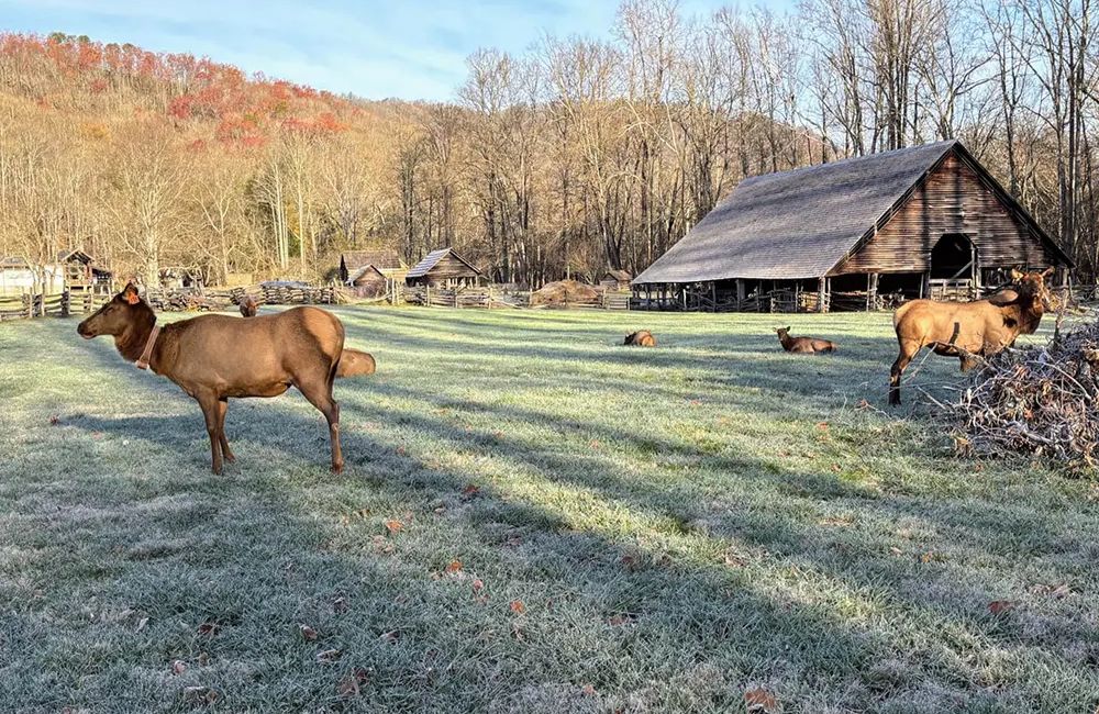 3 Little Bears Retreat - Elk