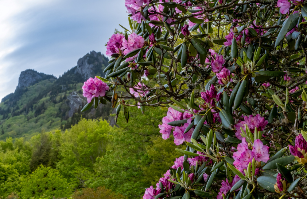 Catawba Rhododendron photo by Skip Sickler