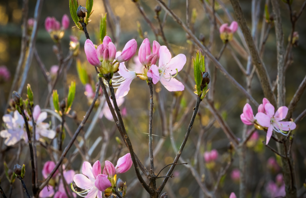 Pinkshell Azalea photo by Skip Sickler