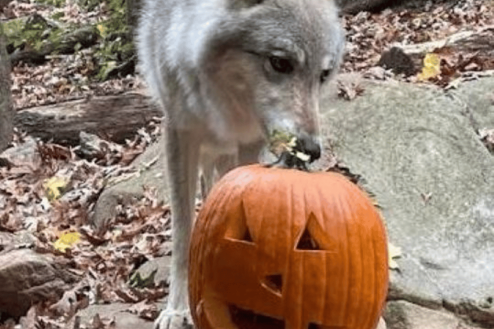 Grey wolf eating a jack-o-lantern