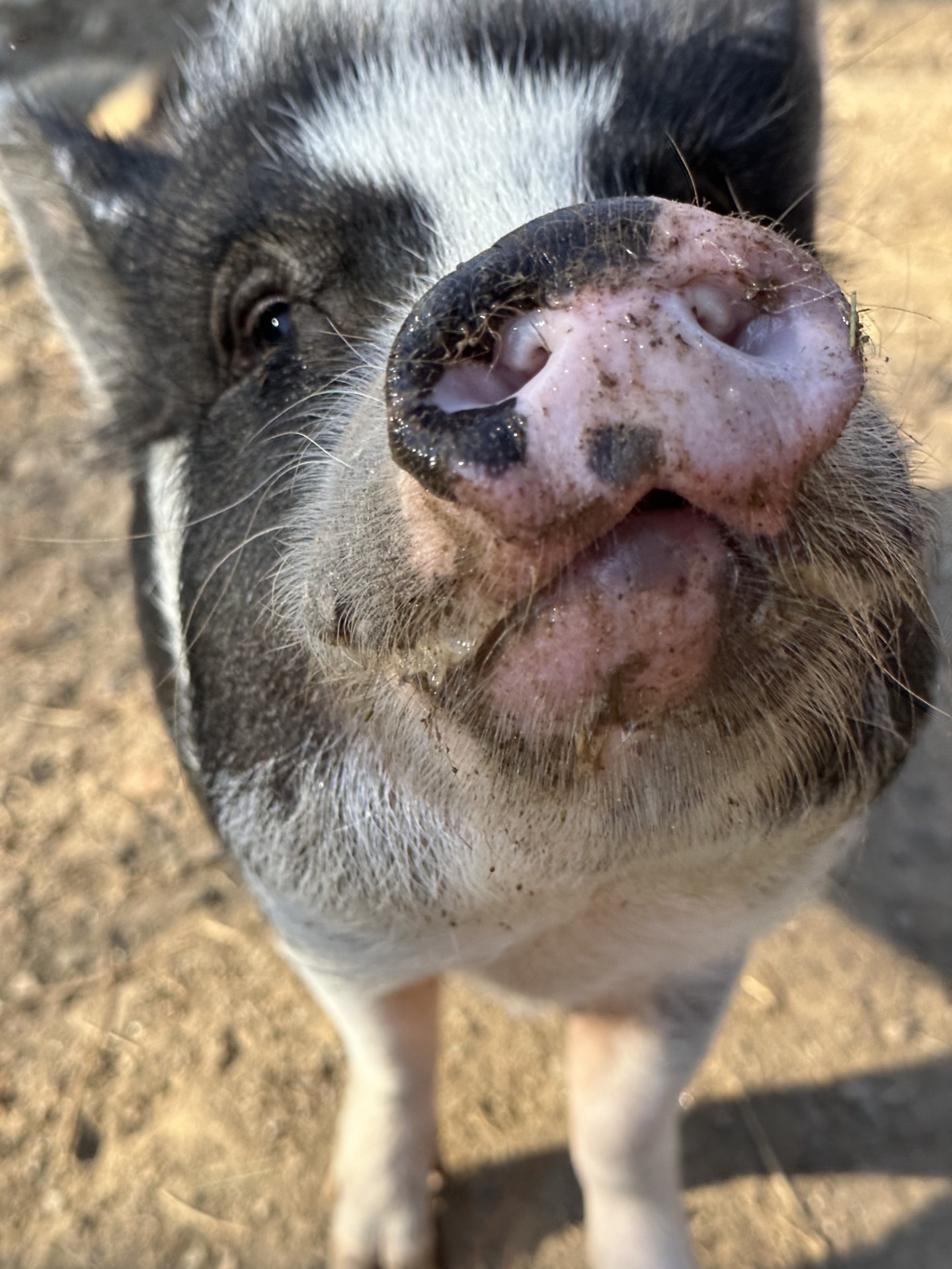 Pebbles the pig