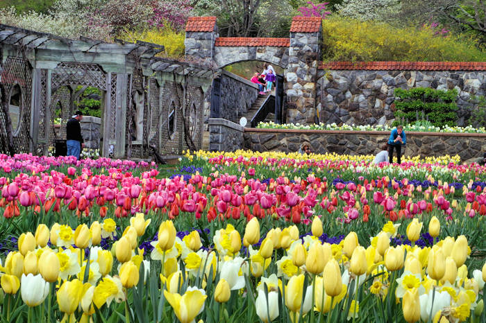 Biltmore House Tulips