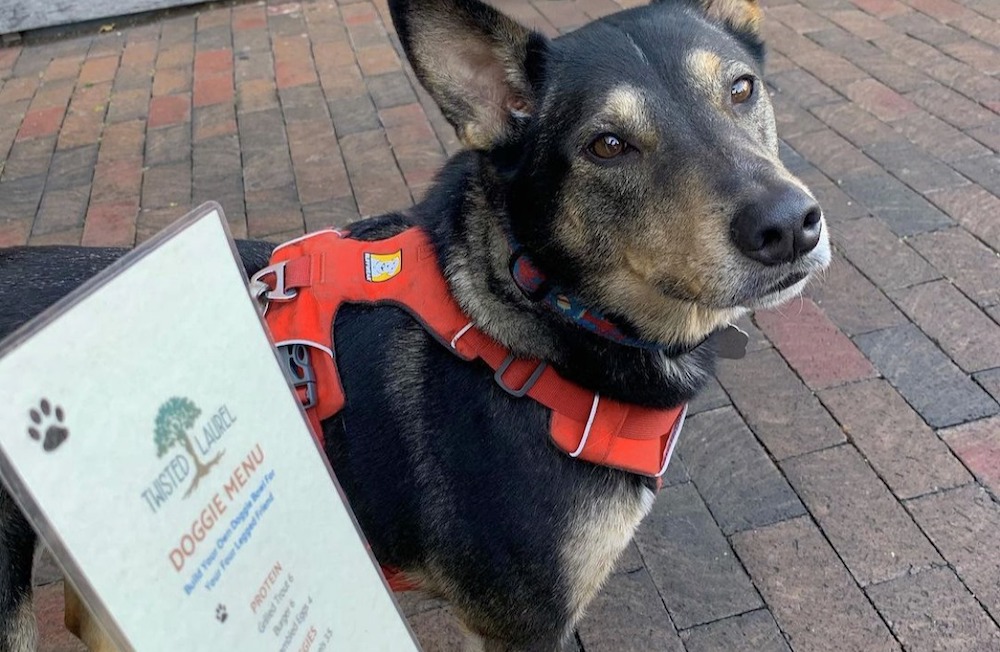 Top Dog-Friendly Restaurants in Asheville