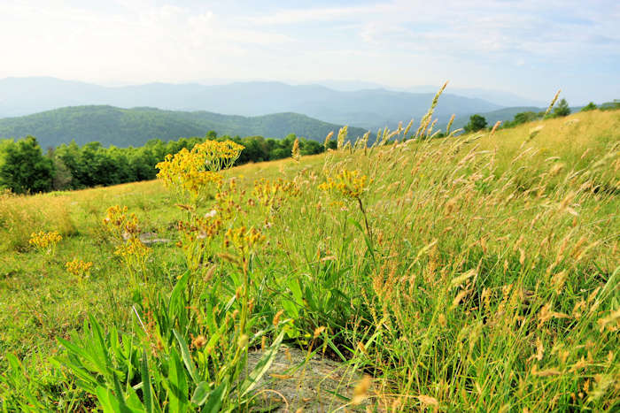 Bearwallow Mountain, NC