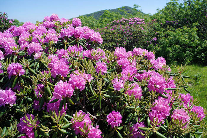 Rhododendrons