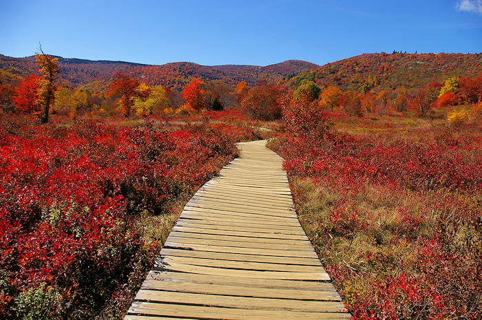 Graveyard Fields