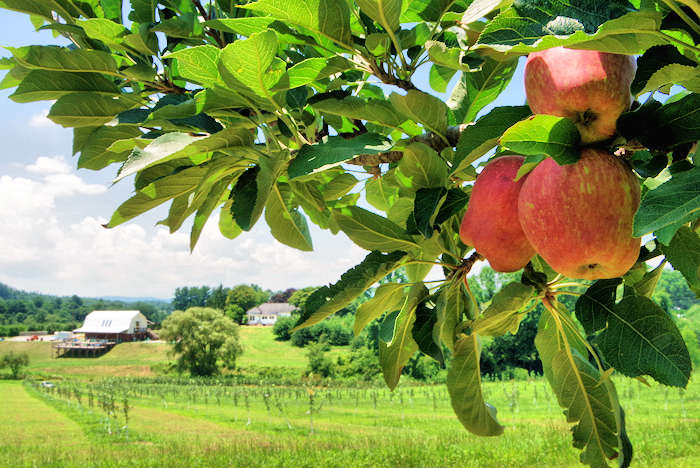 Hendersonville Cidery Tour