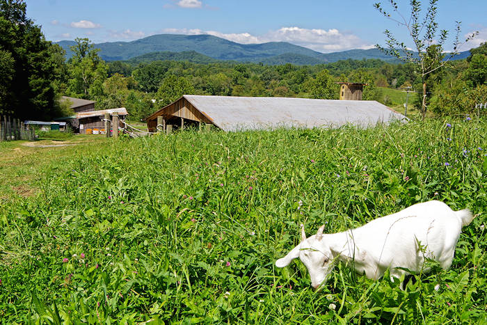 Hickory Nut Gap Farm, near Asheville