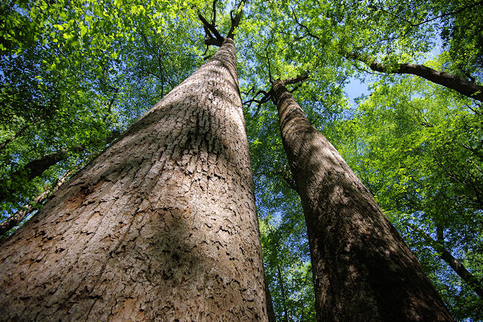 Joyce Kilmer Memorial Forest