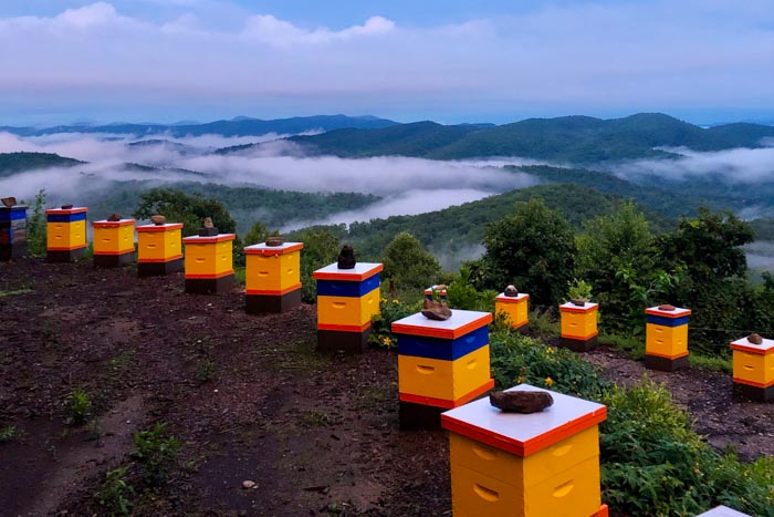 Killer Bees Local Honey Asheville