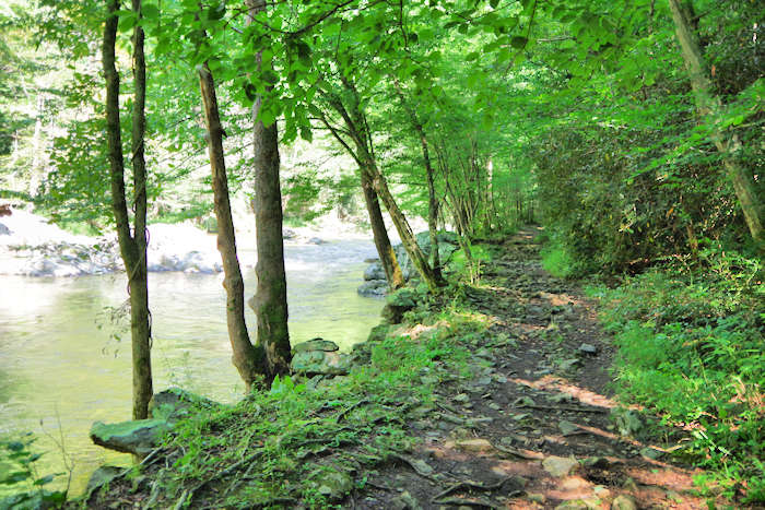 The bank of a river in summer