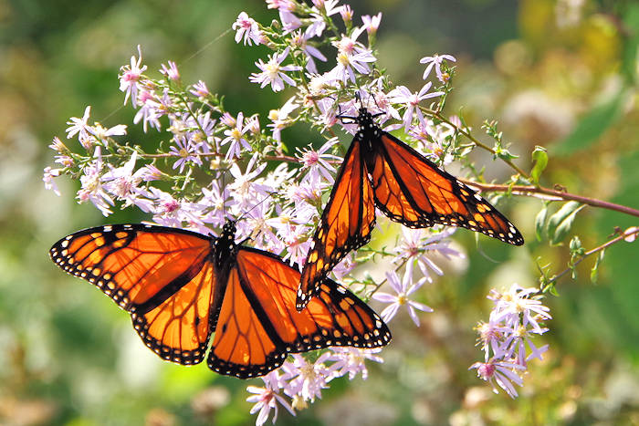Monarch Butterfly NC Mountains