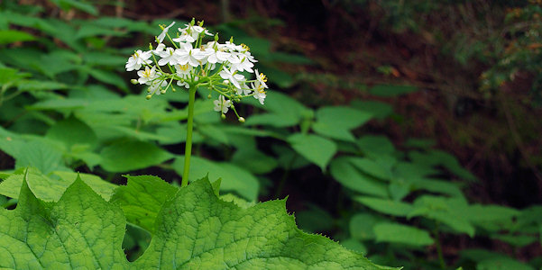 Wildflowers Great Smoky Mountains