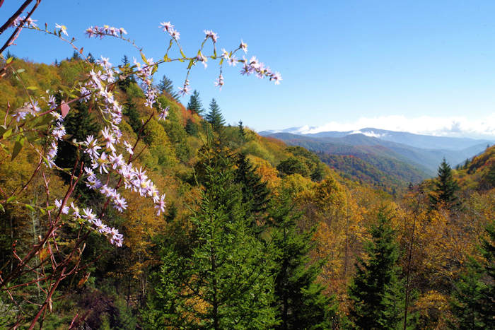 Newfound Gap
