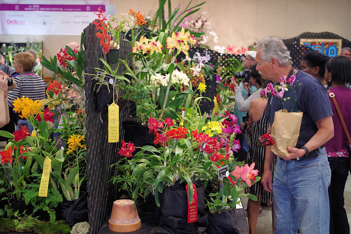 Asheville Orchid Festival