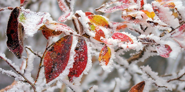 Rime Ice Fall Leaves