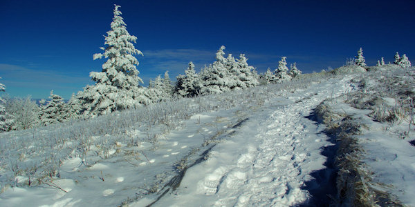 Roan Mountain Snow