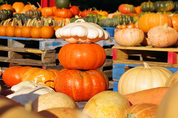 Western NC Farmers Market