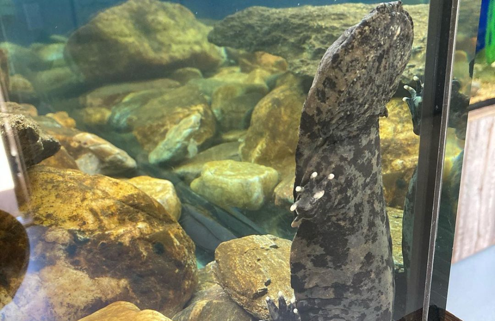 Hellbender at Appalachian Rivers Museum in Bryson City NC