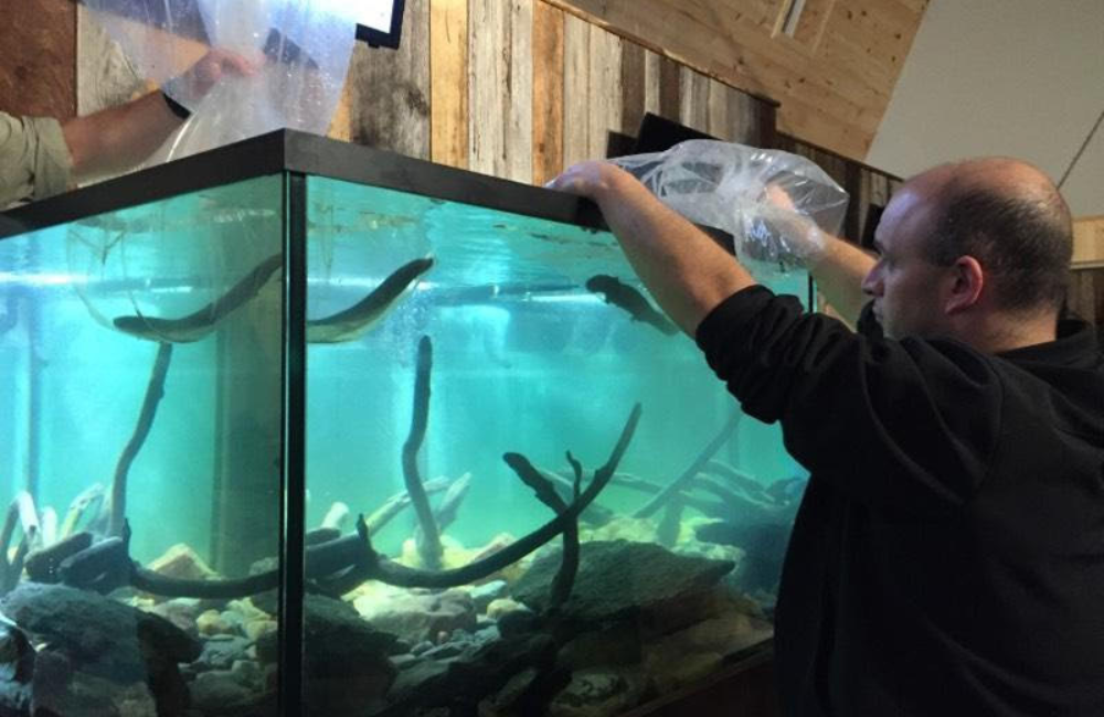Feeding time at Appalachian Rivers Aquarium, Bryson City
