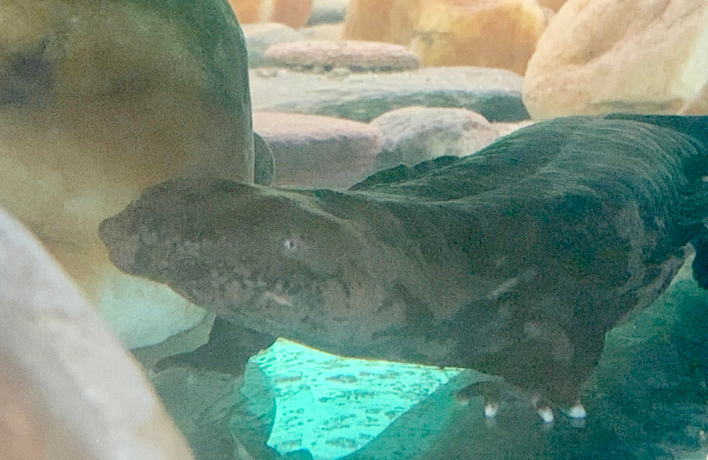 A hellbender at Appalachian Rivers Aquarium, Bryson City