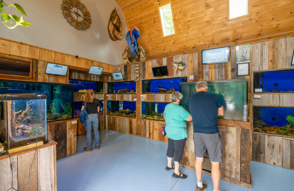 Many creatures are on exhibit at Appalachian Rivers Aquarium, Bryson City
