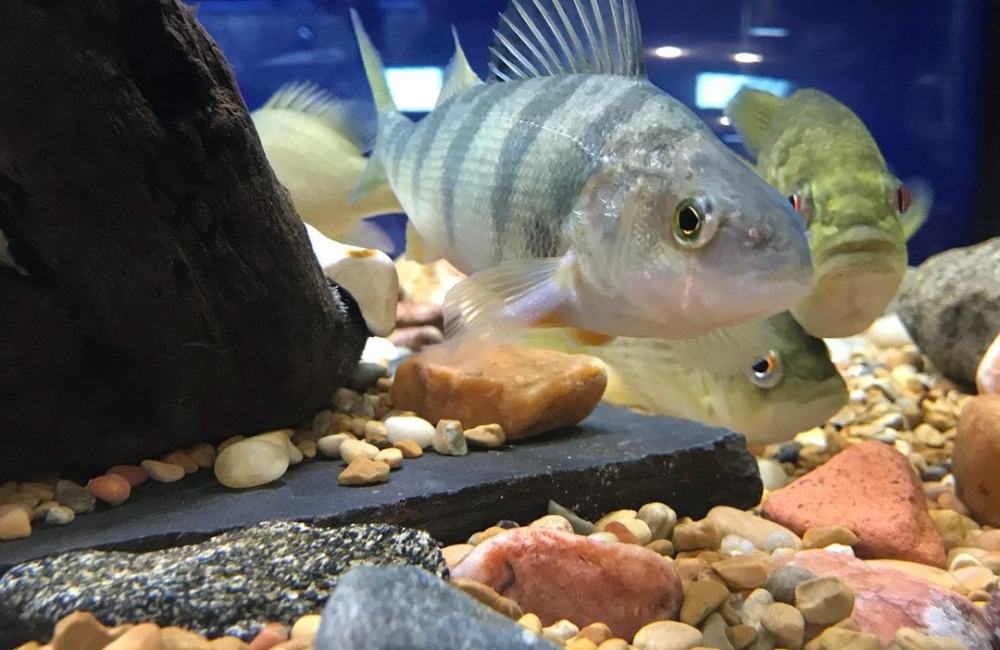 Many fish live at Appalachian Rivers Aquarium, Bryson City
