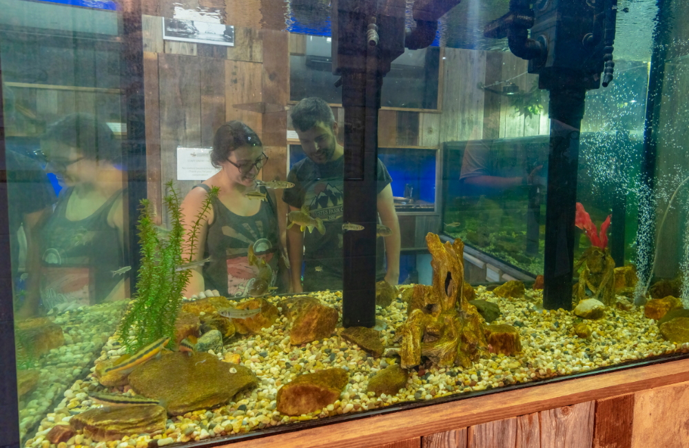 Visitors viewing a tank of fish at Appalachian Rivers Aquarium, Bryson City
