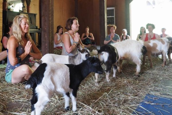 Goat yoga with Asheville Wellness Tours