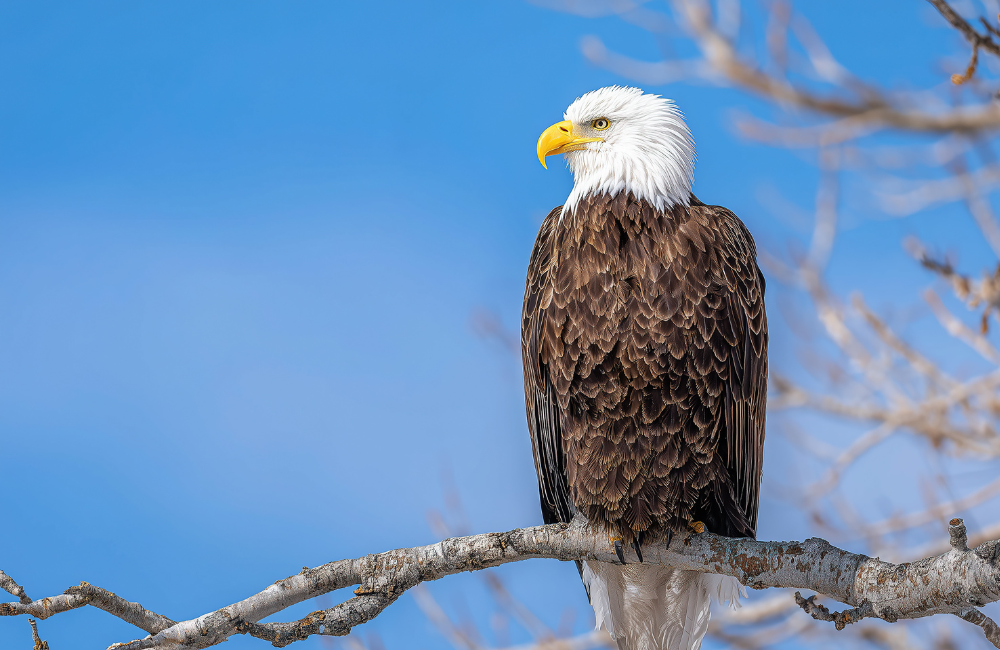 Bald eagles are in residence at Lake Fontana and Fontana Village