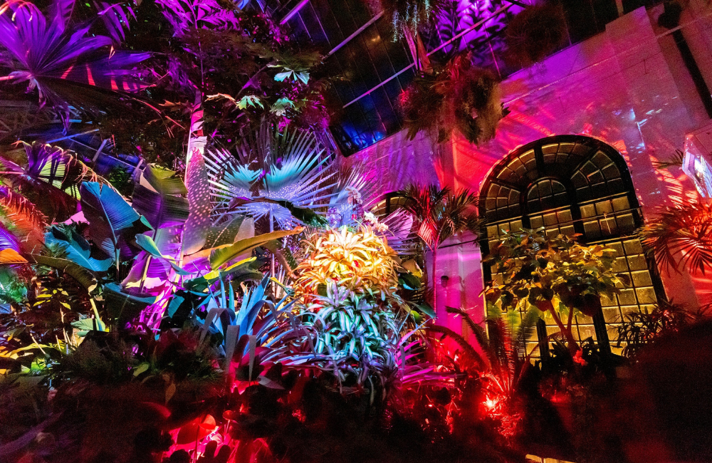 The Conservatory at Biltmore with bright reds, oragnes, blues, and purples projected onto the plants and walls during the Luminere show.