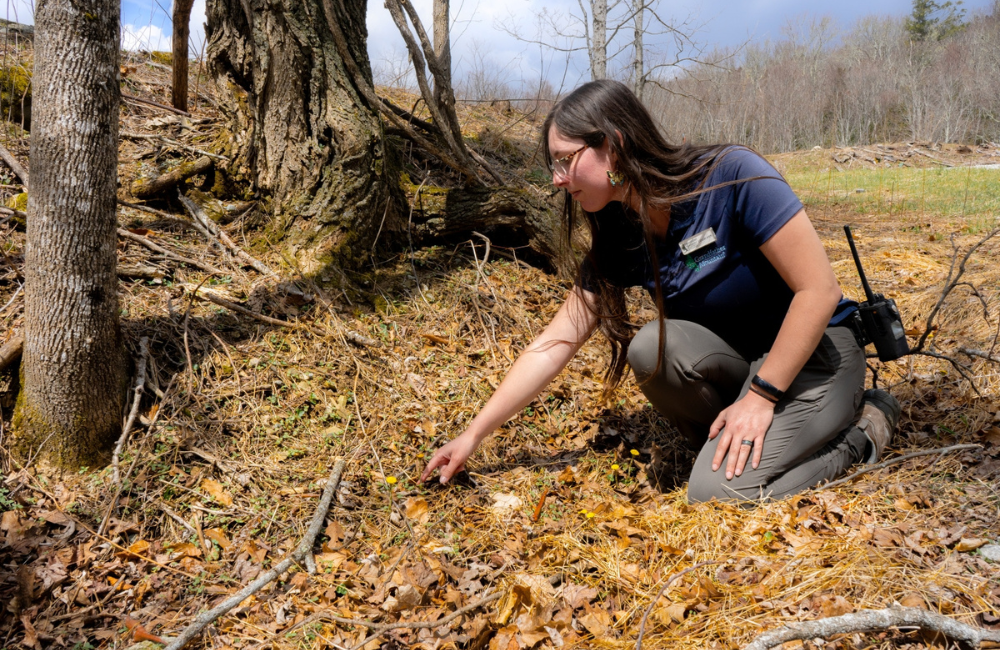 Adult field course in service learning at Grandfather Mountain