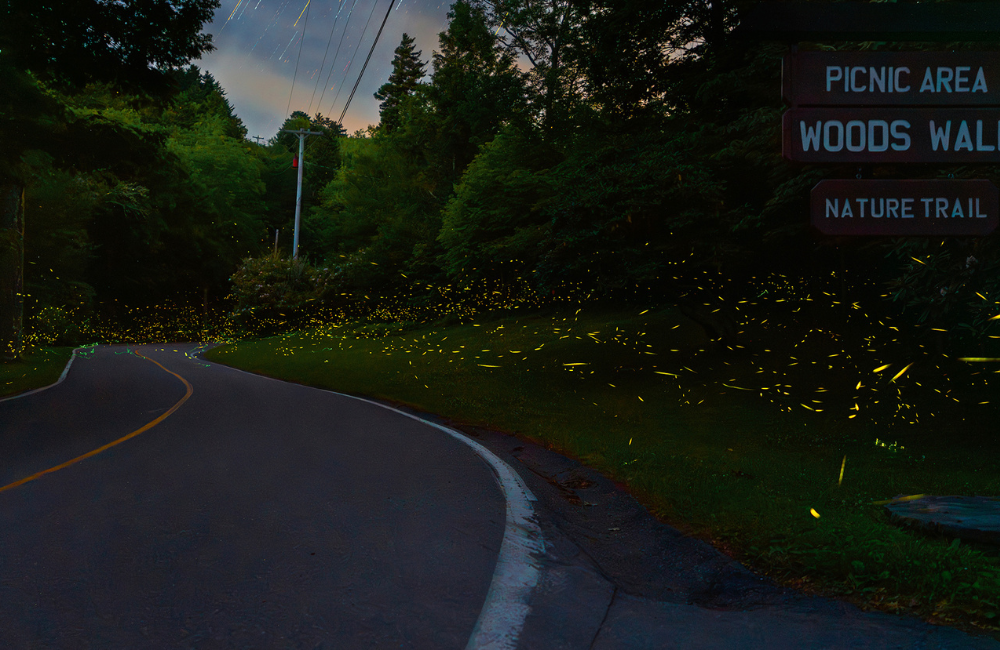 Time-lapse photo of synchronous fireflies along a roadside