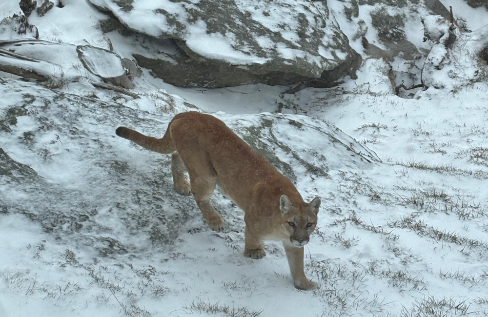 Logan the cougar in snow at Grandfather Mountain