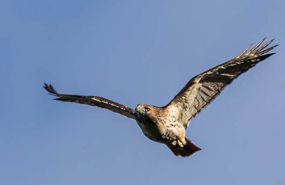 A hawk soaring through the air