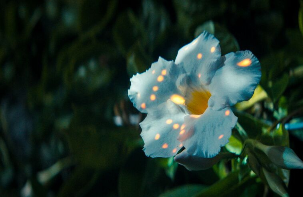Luminere at Biltmore light on blooms