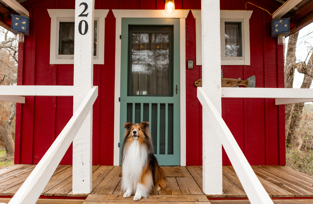 Dog and pet friendly accommodations and lodging in Brevard NC