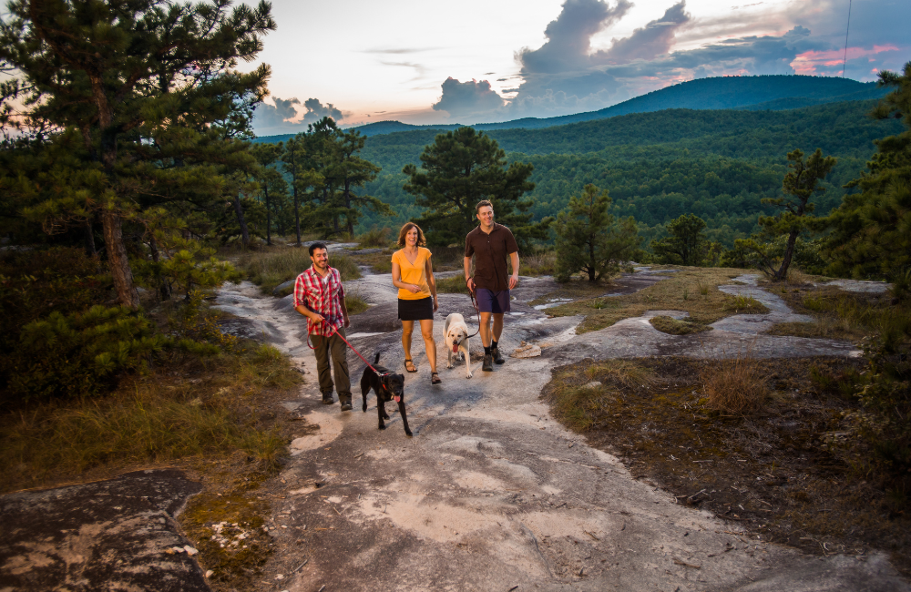 Bring your dog to hike in pet friendly Brevard NC