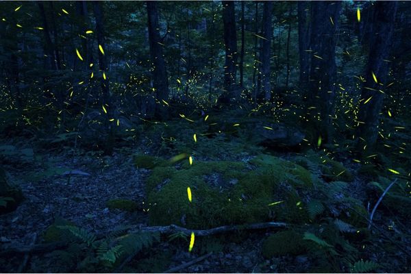 Synchronous Fireflies by Spencer Black