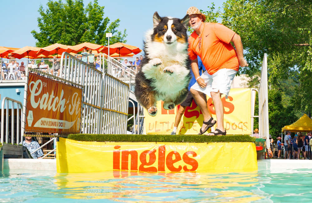 Photo by Stephan Pruitt for Asheville Downtown Association, an ultimate air dog leaps to catch a frisbee