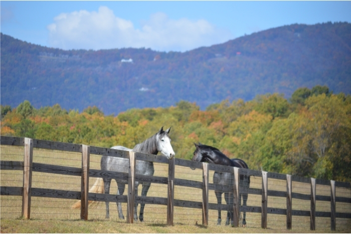 White Oak Mountain Outside of Columbus, NC 