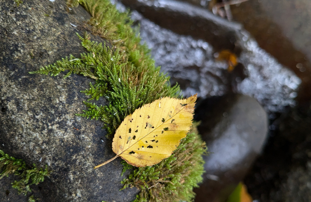 Winter Wellness in Jackson County NC