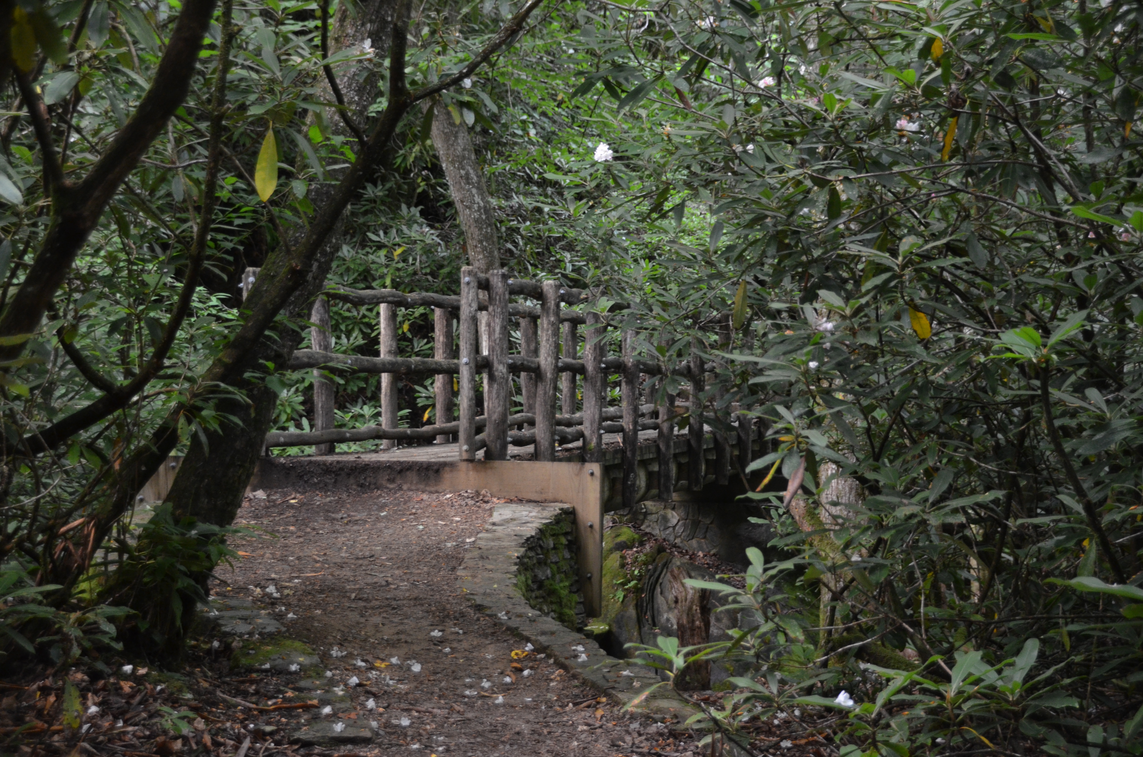 Joyce Kilmer Forest footbridge