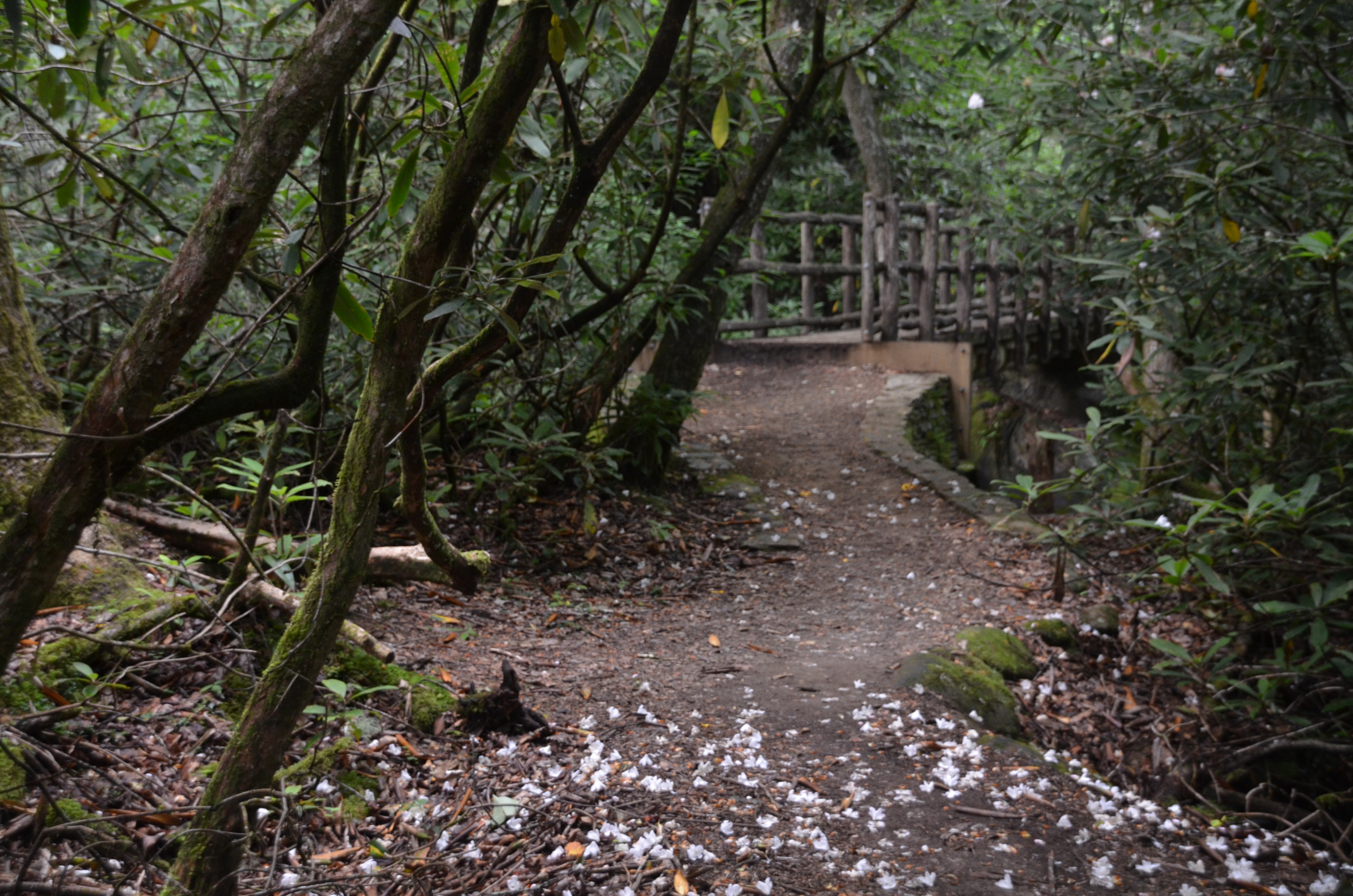 Joyce Kilmer Forest trail with rhododendren blossoms