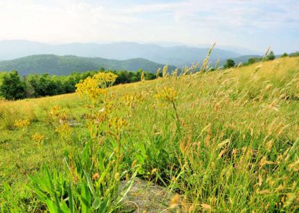 Bearwallow Mountain, NC