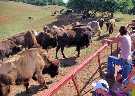 Asheville Bison Farm Tour