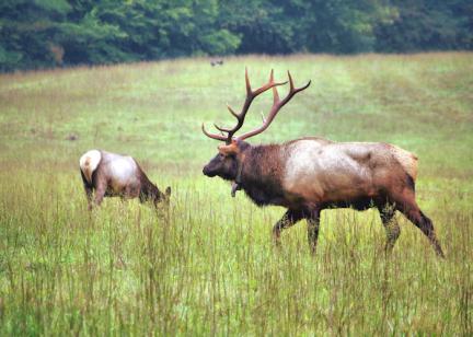 Elk in Cataloochee Valley