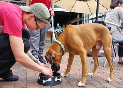 Asheville Dog City USA