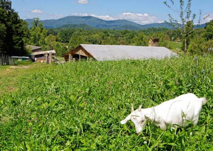 Hickory Nut Gap Farm, near Asheville
