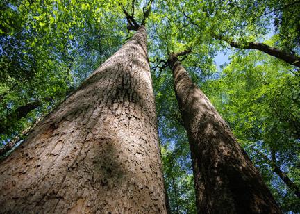 Joyce Kilmer Memorial Forest